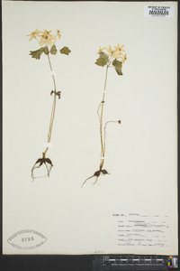 Thalictrum thalictroides image