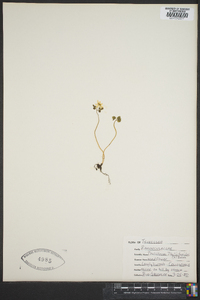 Thalictrum thalictroides image