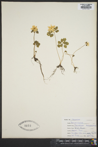 Thalictrum thalictroides image