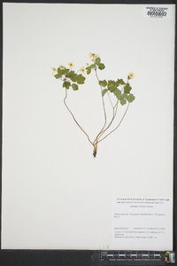 Thalictrum thalictroides image