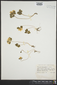 Thalictrum thalictroides image