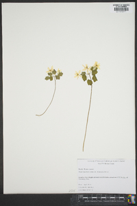 Thalictrum thalictroides image