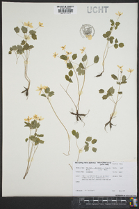 Anemonella thalictroides image