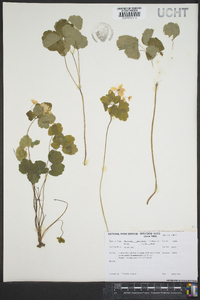 Anemonella thalictroides image