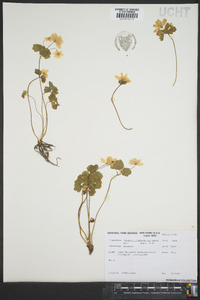 Anemonella thalictroides image