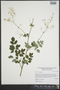 Thalictrum amphibolum image