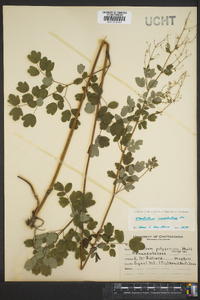 Thalictrum amphibolum image