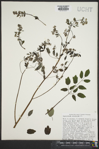 Thalictrum amphibolum image