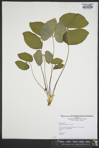 Jeffersonia diphylla image