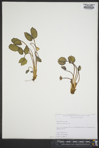 Jeffersonia diphylla image