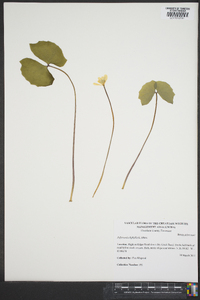 Jeffersonia diphylla image