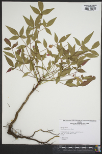 Nandina domestica image