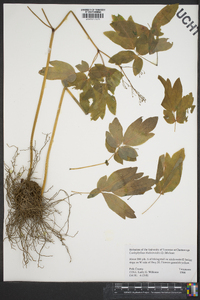 Caulophyllum thalictroides image