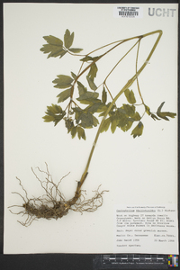 Caulophyllum thalictroides image