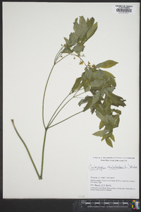 Caulophyllum thalictroides image