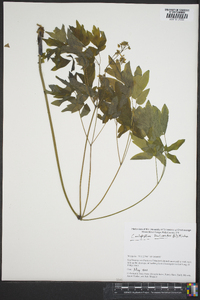 Caulophyllum thalictroides image