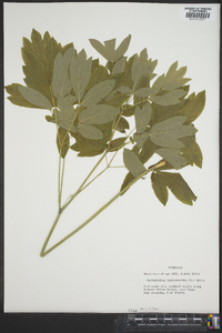 Caulophyllum thalictroides image