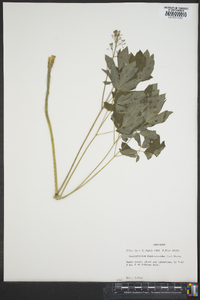 Caulophyllum thalictroides image