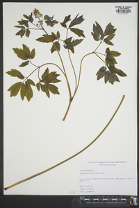 Caulophyllum thalictroides image