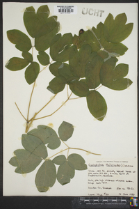 Caulophyllum thalictroides image