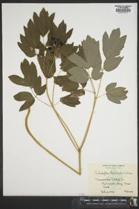 Caulophyllum thalictroides image