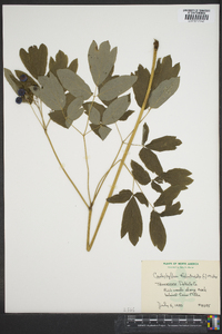 Caulophyllum thalictroides image