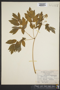 Caulophyllum thalictroides image