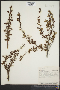 Berberis thunbergii image