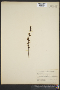 Berberis vulgaris image