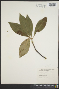 Illicium floridanum image