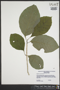 Magnolia acuminata image