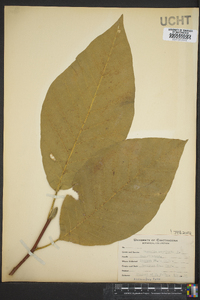 Magnolia acuminata image