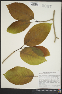 Magnolia acuminata image