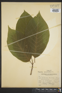 Magnolia acuminata image