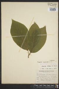 Magnolia acuminata image