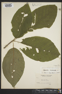 Magnolia acuminata image