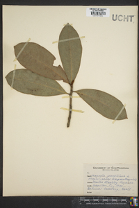 Magnolia grandiflora image