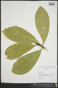 Magnolia grandiflora image