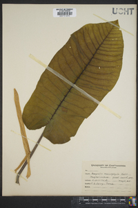 Magnolia macrophylla image