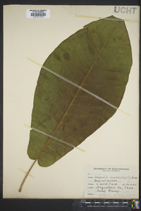 Magnolia macrophylla image