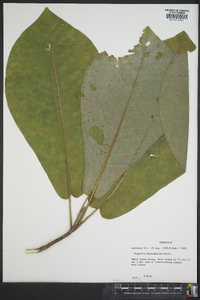 Magnolia macrophylla image