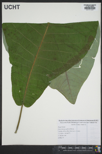 Magnolia macrophylla image