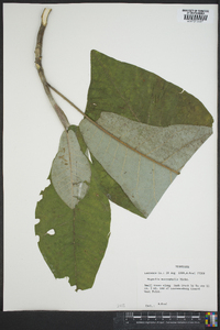 Magnolia macrophylla image