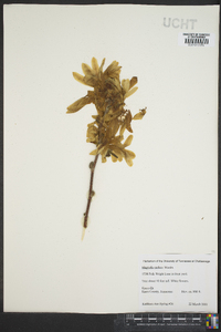 Magnolia stellata image