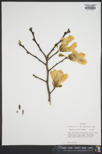 Magnolia stellata image