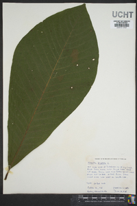 Magnolia tripetala image