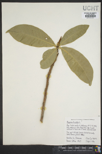 Magnolia tripetala image