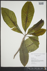 Magnolia tripetala image