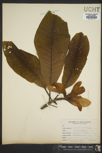 Magnolia tripetala image