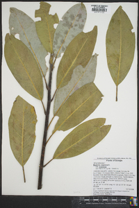 Magnolia virginiana image